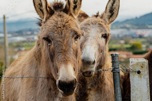 Obraz na płótnie Two donkeys stand behind a wire fence, enjoying a peaceful day of grazing in a rural landscape, celebrating world donkey day w salonie