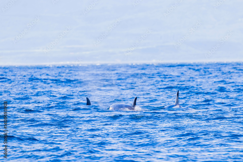 Fototapeta premium シャチ 