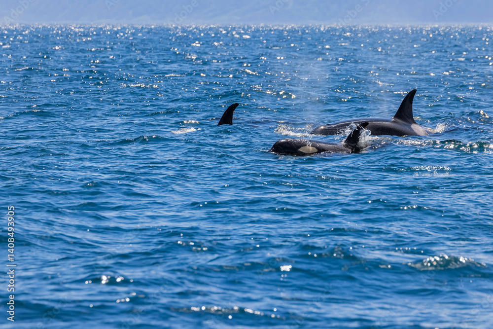 Fototapeta premium シャチ 