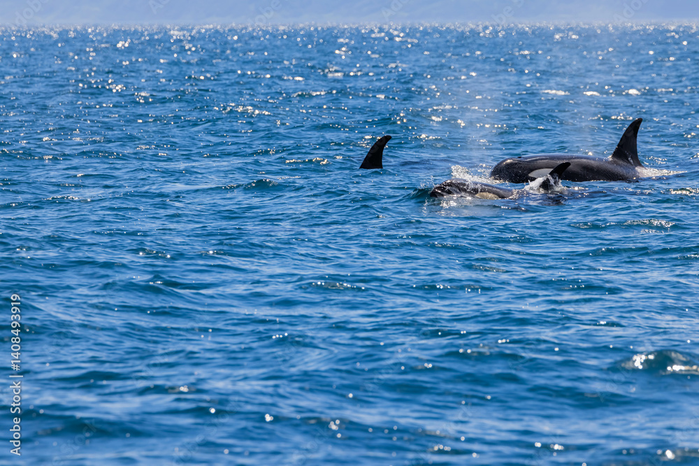 Fototapeta premium シャチ 