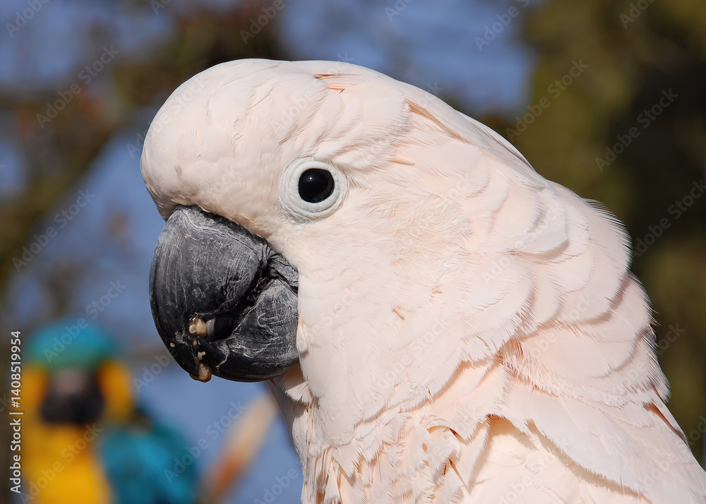 White Cockatoo