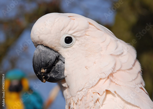 Obraz na płótnie White Cockatoo w salonie