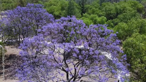 Jacaranda tree in the middle of a forested landscape