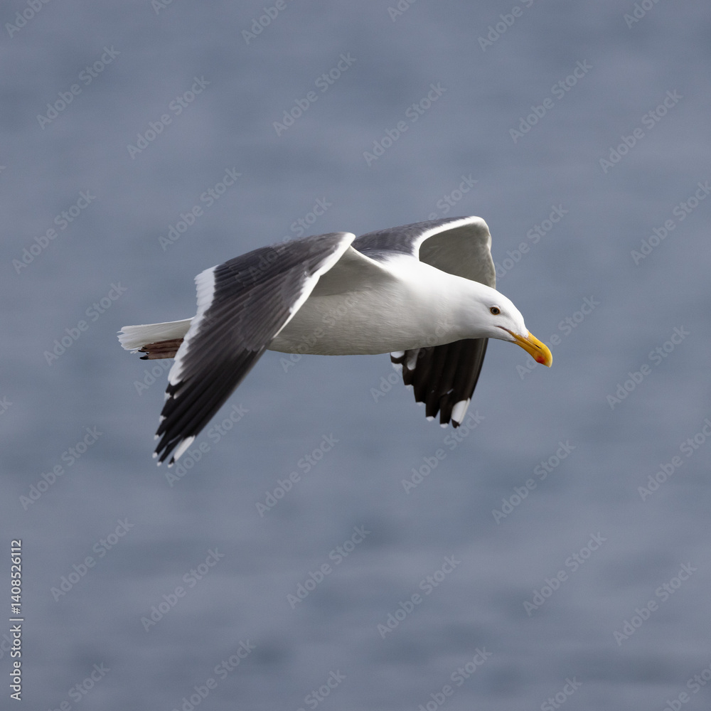 An iconic seagull soars on grey wings over the coastline of San Diego California.