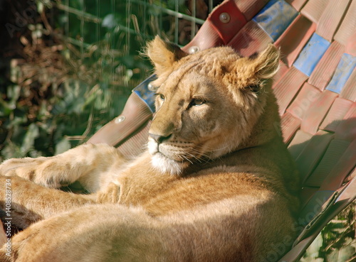 Obraz na płótnie A Lioness relaxing in a hammock w salonie