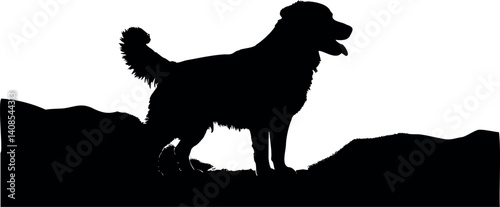 Cute dog posing on a white background. Friendly and loyal pet perfect for animal-related projects, pet care ads, veterinary services, dog training, companionship themes, and family lifestyle visuals.