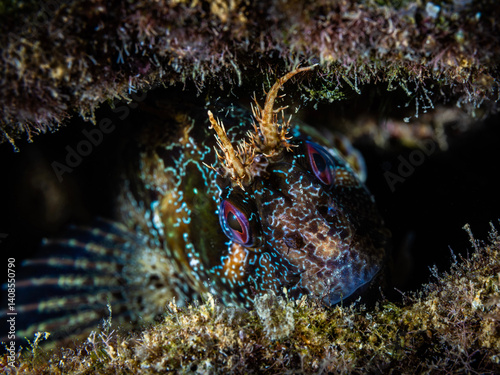 Tompot blenny from Cyprus photo