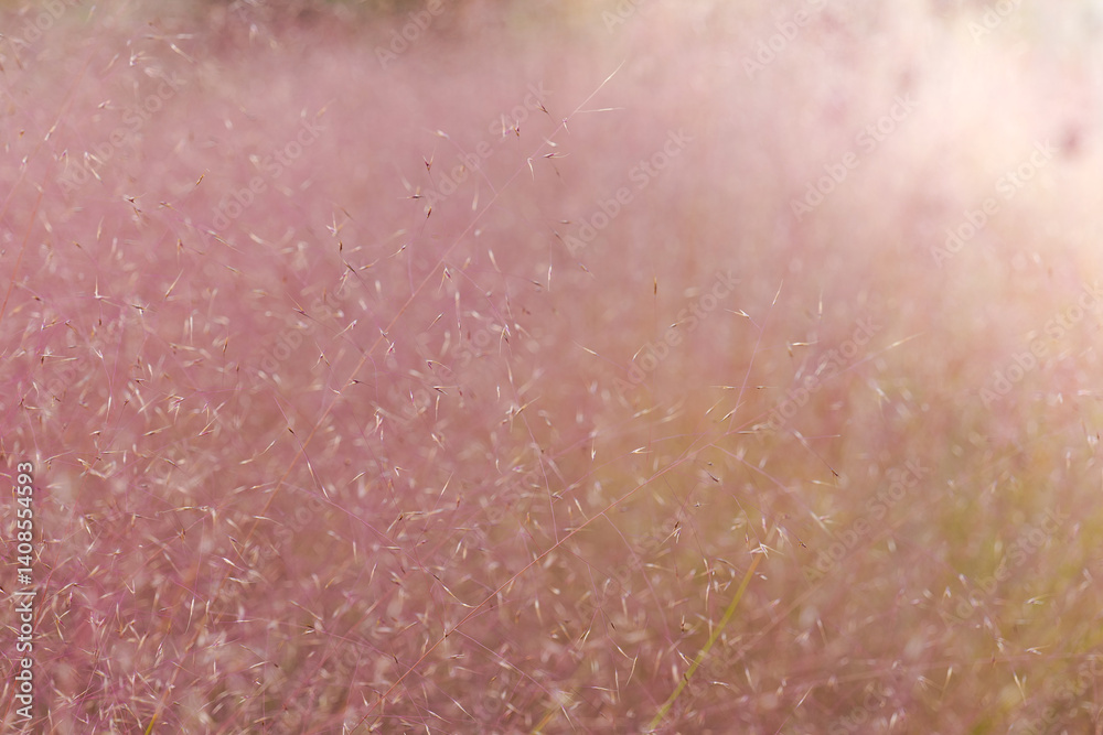 Fototapeta premium muhlenbergia capillaris .airy pink flower texture background.Cereals and herbs in the garden . Pink Cloud Muhly Grass.Close-Up of Pink Grass Blades.Pink ornamental grass in landscape design