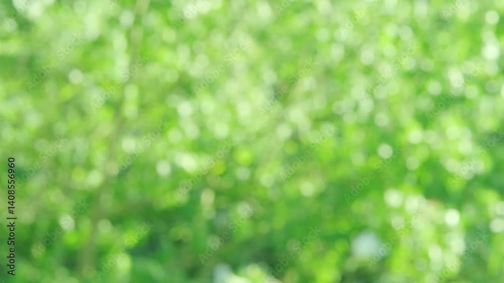 sunny green natural blurred bokeh lights, abstract background banner with sun glare, green foliage flutter in wind, summertime season, good weather, natural placement presentation sunny green natural blurred bokeh lights, abstract background banner with sun glare, green foliage flutter in wind, summertime season, good weather, natural placement presentation