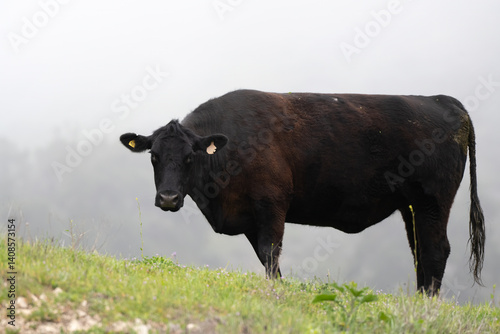 Black dairy cow with tagged ears chewing cud while grazing on the hillside wild grass during California spring