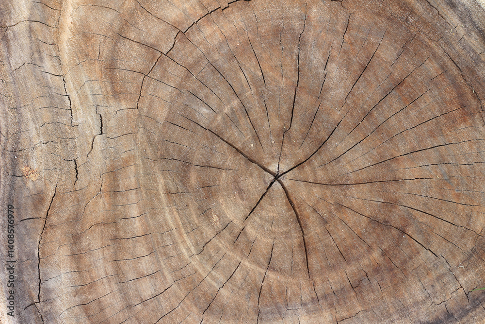 Naklejka premium Tree Stump texture as background.