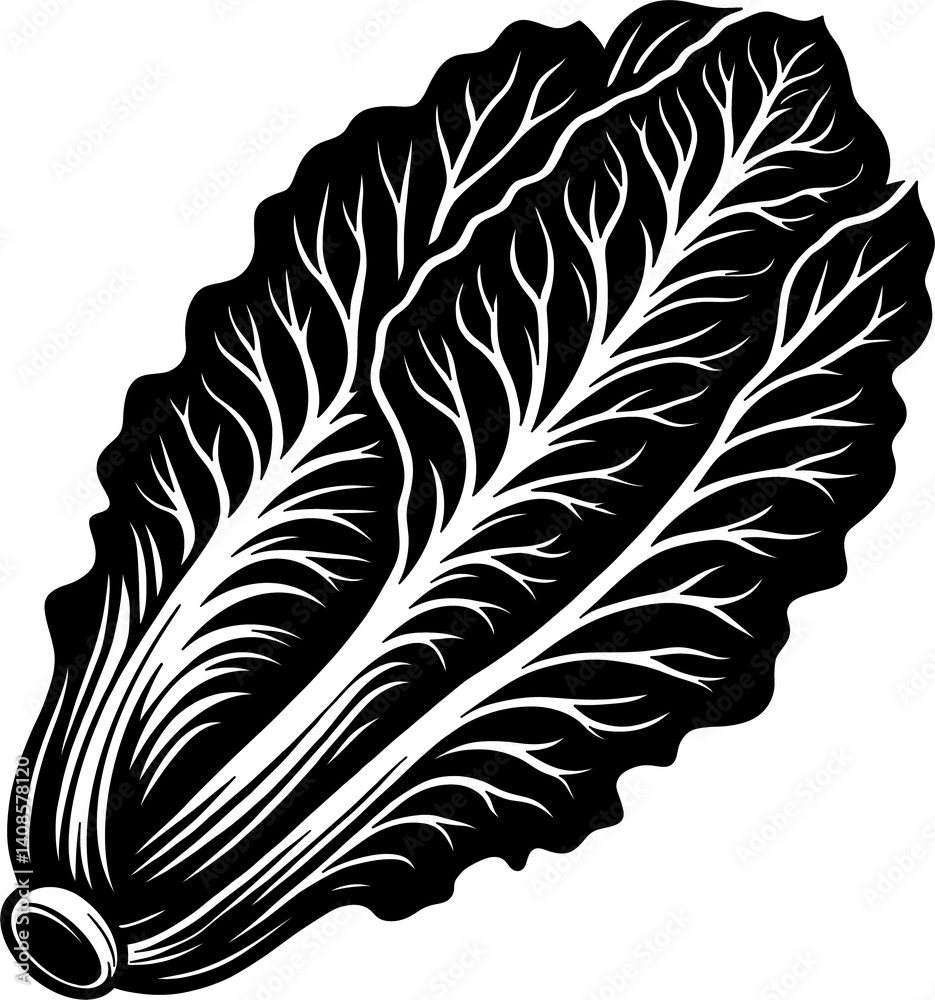 Obraz premium Cabbage silhouette