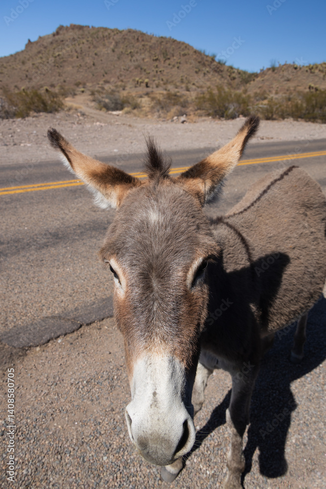 Fototapeta premium Wild burro on the road 