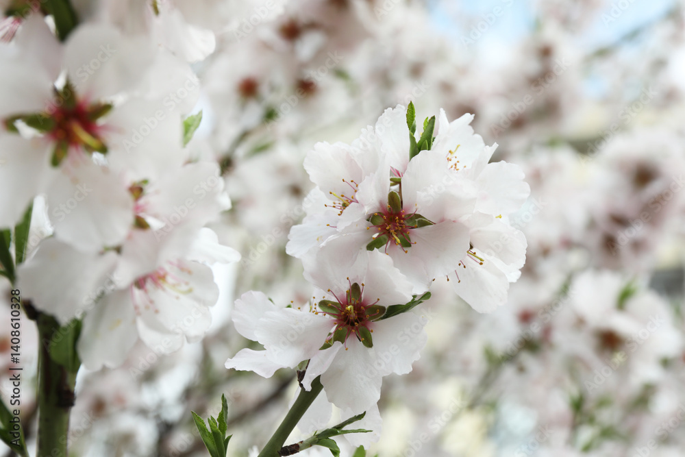 Beautiful blossoming cherry plum tree with white flowers outdoors, closeup Beautiful blossoming cherry plum tree with white flowers outdoors, closeup