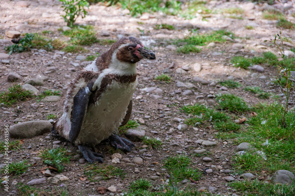 Naklejka premium A baby penguin is sitting on the ground in a grassy area