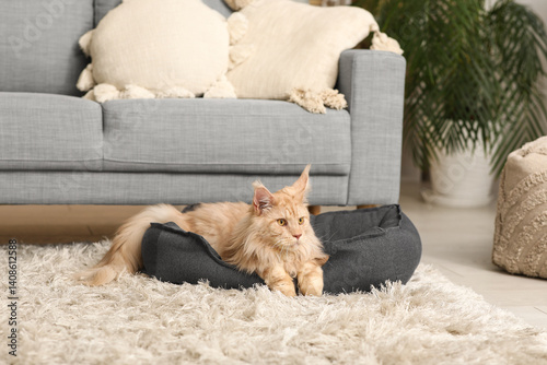 Maine Coon cat lying in pet...