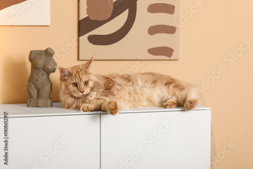 Maine Coon cat lying on com...