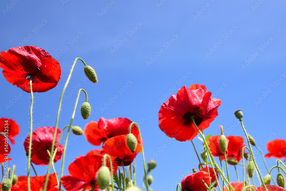 Obraz premium ポピーの花