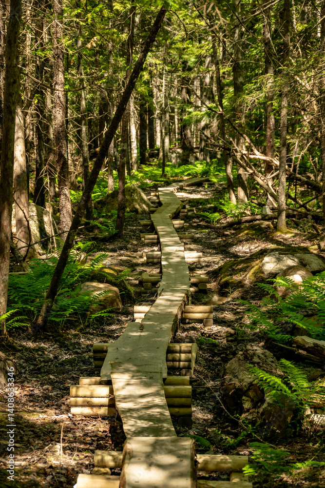 Splotchy Shadows Cover Boardwalk Through Thick Forest in Acadia
