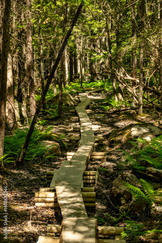 Splotchy Shadows Cover Boardwalk Through Thick Forest in Acadia