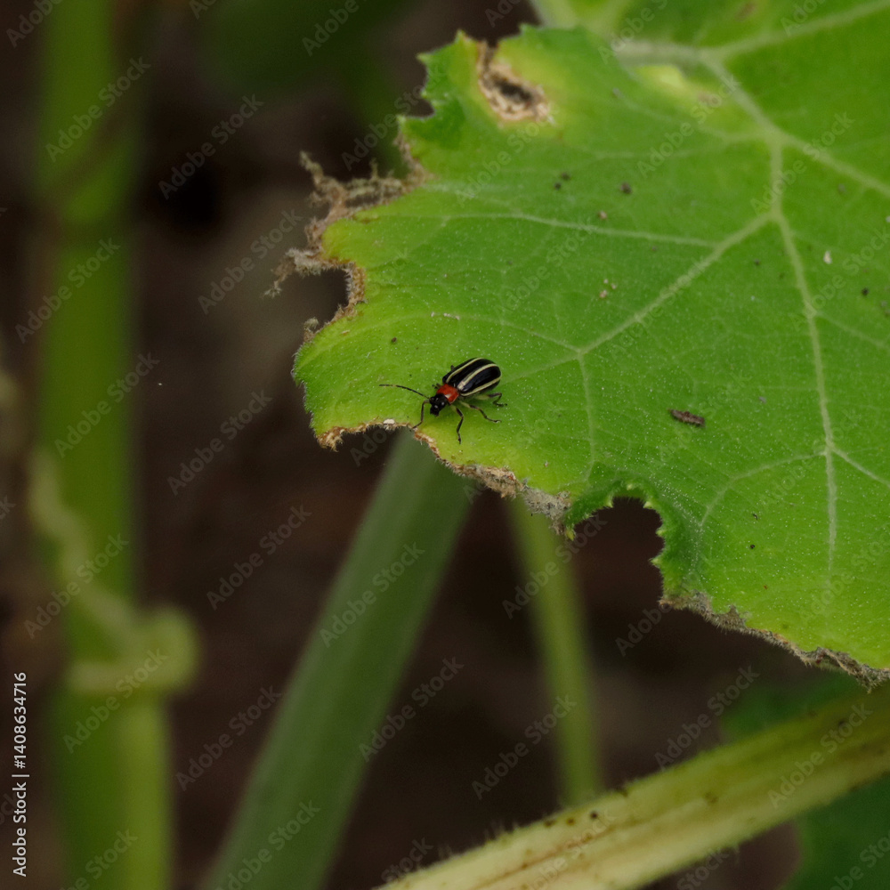 Fototapeta premium insect