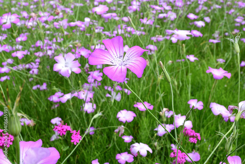 ムギナデシコの花
