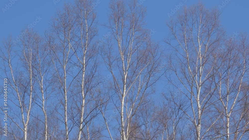 青空と白樺
