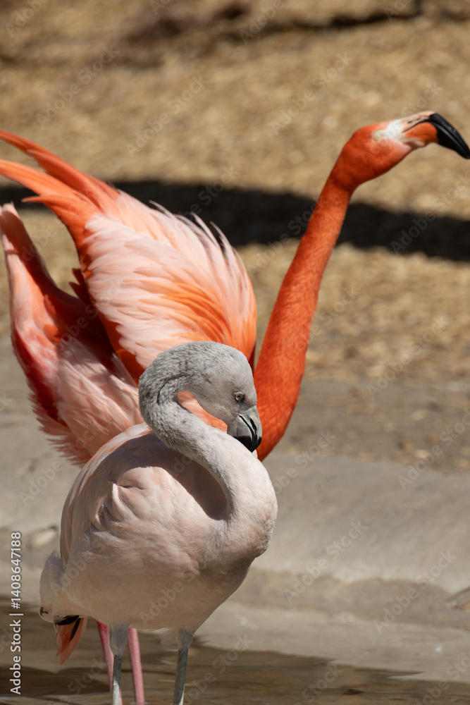 Obraz premium Pink flamingos in the zoo