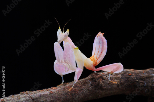 pink orchid mantis standing on a tree branch
