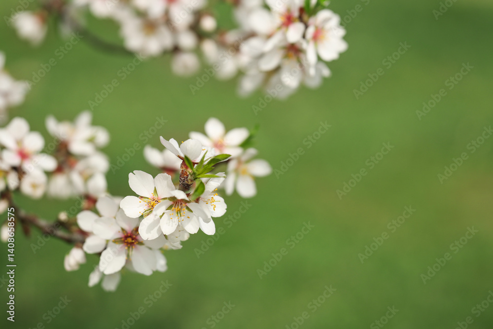Blossoming tree branch on spring day, closeup Blossoming tree branch on spring day, closeup