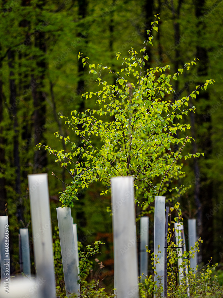 Fototapeta premium Wiederaufforstung im Mischwald im Frühjahr