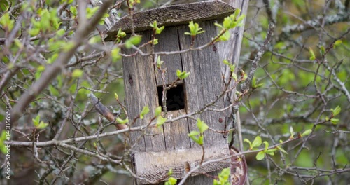 A starling brings food in its beak to its chicks in an old birdhouse