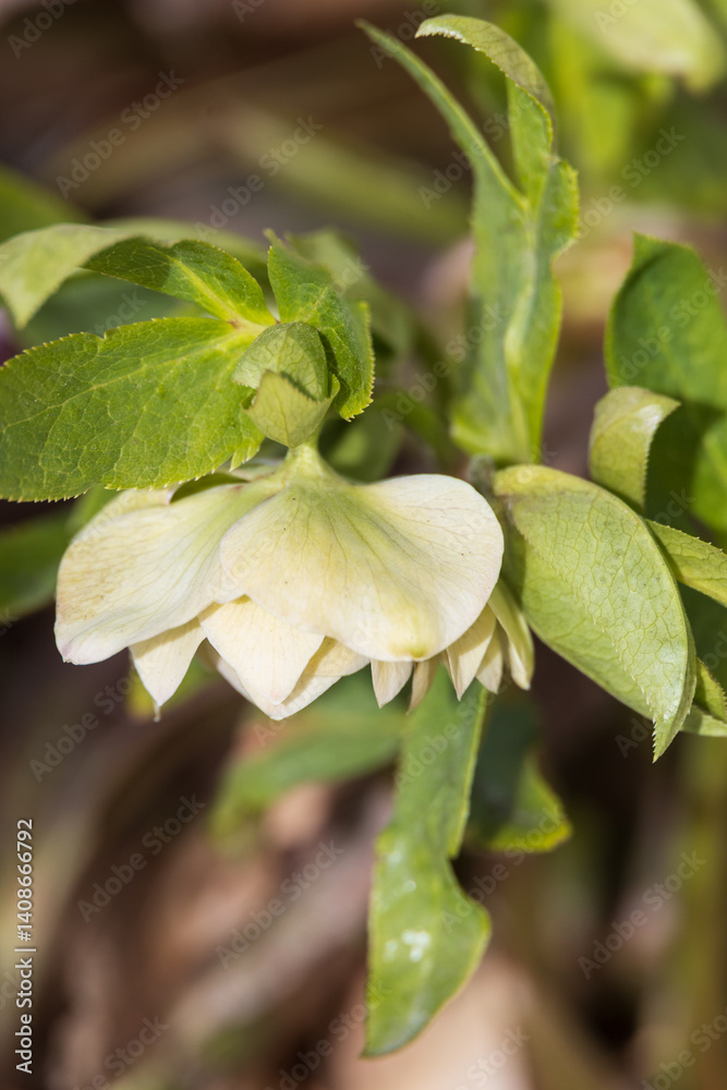 Obraz premium Lenten Rose, flower close-up