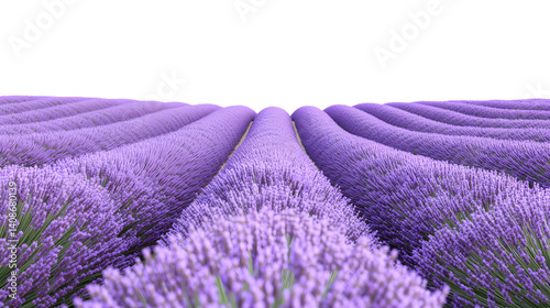 lavender field isolated on white background 