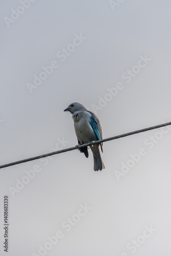 The Colorful and blue bird Tangara azuleja also called Azulejo