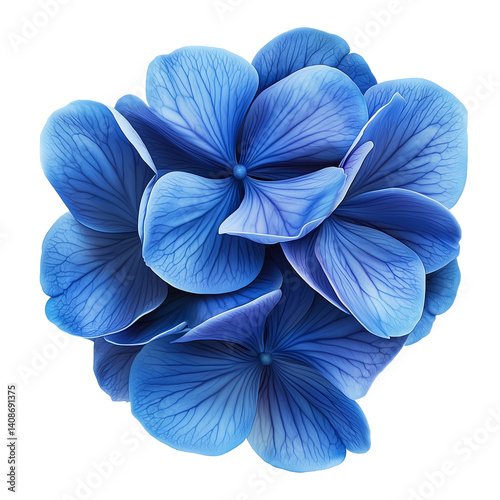 Blue hydrangea blossom floral bloom botanical design isolated on transparent  background png