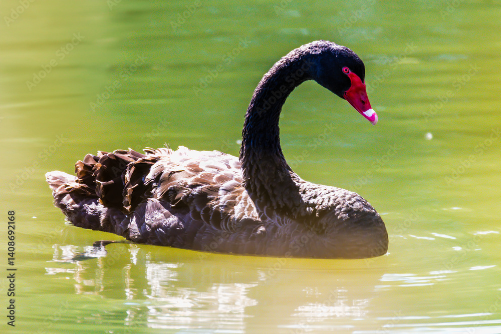 Fototapeta premium Black Swan and Reflections at the Wetlands