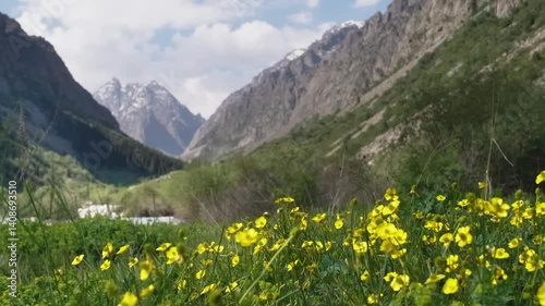 This footage showcases the breathtaking Sary-Jaz Valley in Kyrgyzstan, with mountains surrounding meadows filled with yellow flowers, Ranunculus acris.
