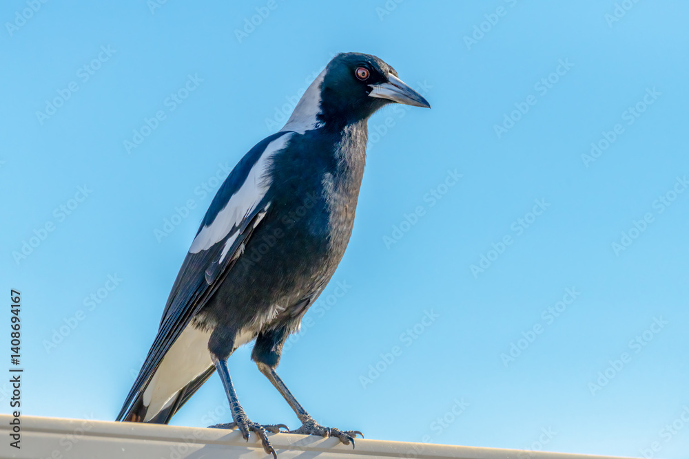 Fototapeta premium Australian Magpie on the fence