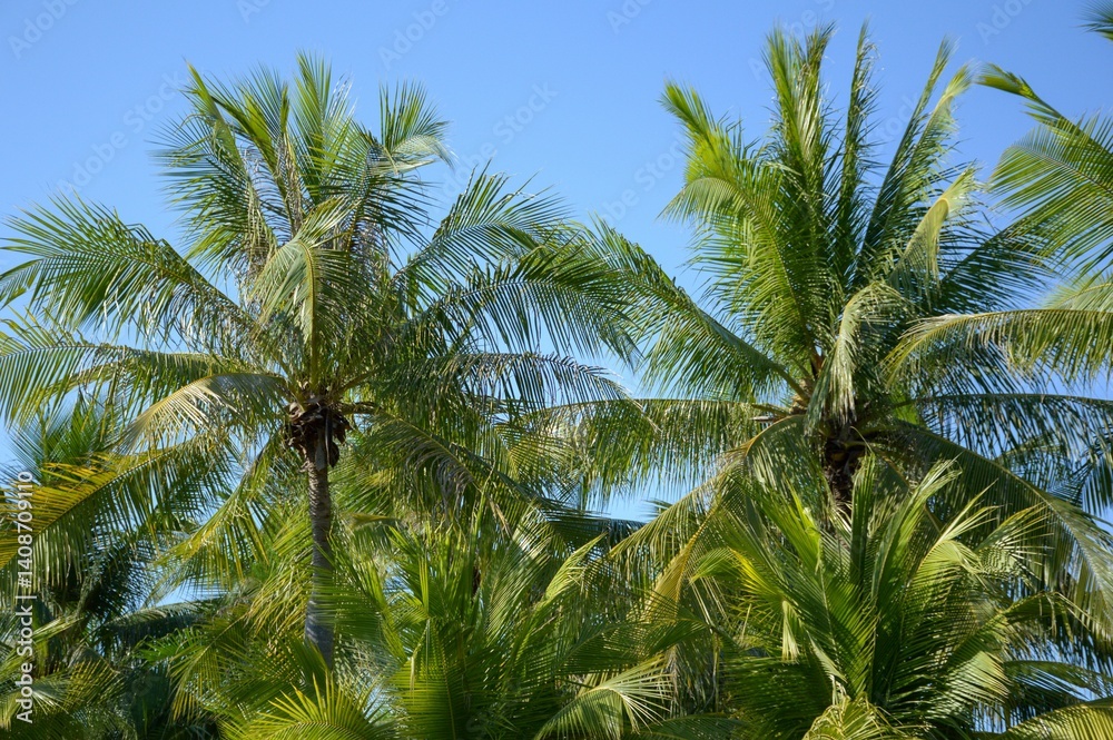 Fototapeta premium palm leaves on the blue sky
