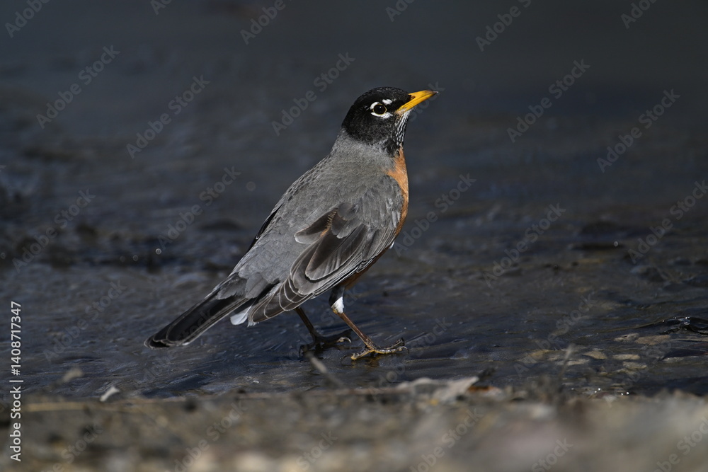 Fototapeta premium American Robin on the ground, The way of drinking water