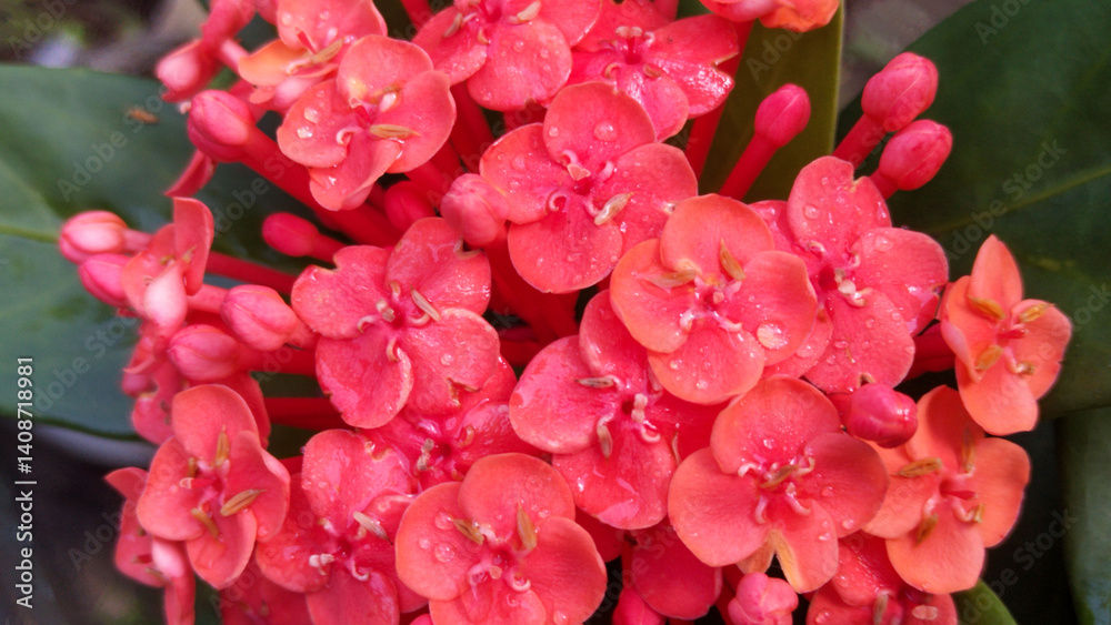 Obraz premium Close-Up of red Saraca asoca flowers