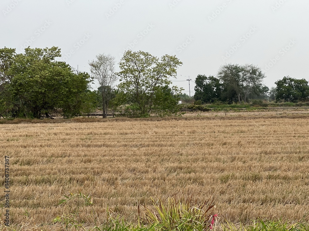 dry rice field in thailand