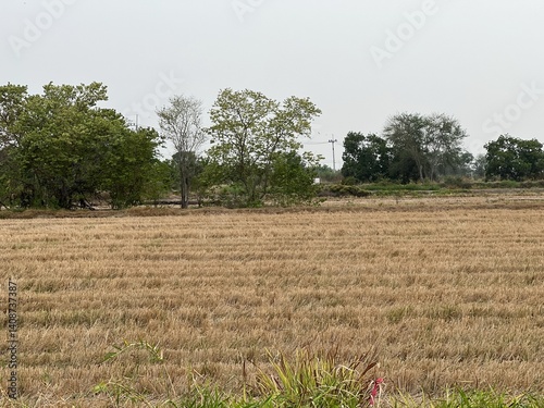 dry rice field in thailand