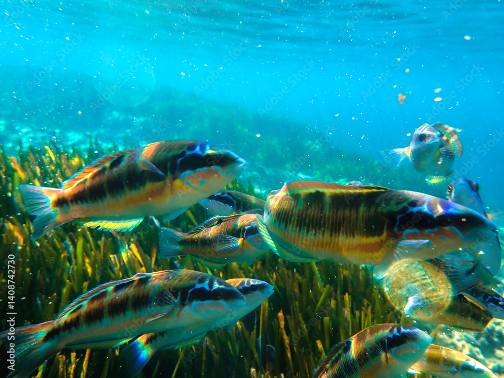 Fototapeta premium Ornate wrasse (Thalassoma pavo) undersea, thalassoma fish, Close up ornate wrasse fish underwater, Ornate Wrasse Thalassoma pavo in Mediterranean Sea in jijel Algeria North Africa, Mediterranean fish.