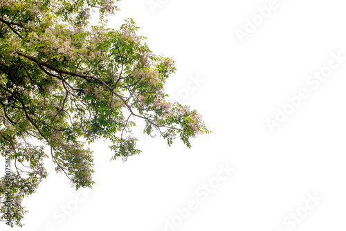 branch of white flower on white background