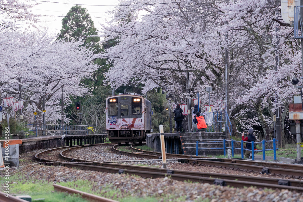 Obraz premium 桜が見ごろの能登鹿島駅とのと鉄道