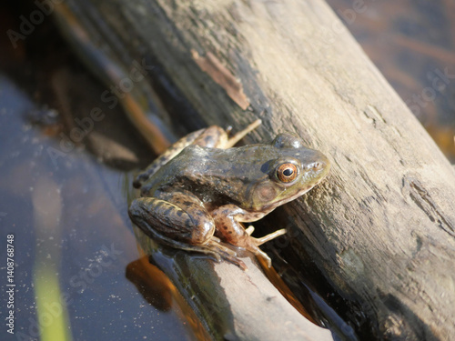 Oregon Spotted Frog at the Great Blue Heron Nature Reserve during a spring season in Chilliwack, British Columbia, Canada