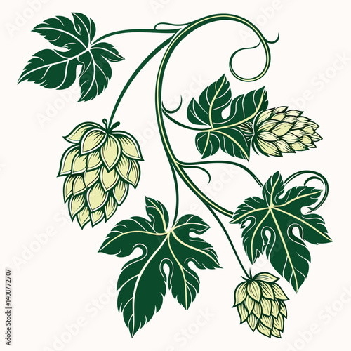 Vector illustrations of a hops