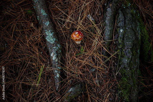 Birds eye view of little red mushroom growing in the forest